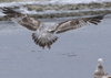 ad LBBG in winter, ringed in the Netherlands. (65647 bytes)
