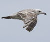 ad LBBG in winter, ringed in the Netherlands. (65647 bytes)