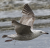 ad LBBG in winter, ringed in the Netherlands. (65647 bytes)