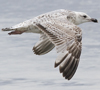 ad LBBG in winter, ringed in the Netherlands. (65647 bytes)