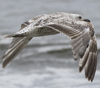 ad LBBG in winter, ringed in the Netherlands. (65647 bytes)