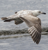 ad LBBG in winter, ringed in the Netherlands. (65647 bytes)