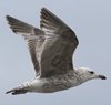 ad LBBG in winter, ringed in the Netherlands. (65647 bytes)