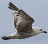 ad LBBG in winter, ringed in the Netherlands. (65647 bytes)