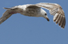 ad LBBG in winter, ringed in the Netherlands. (65647 bytes)
