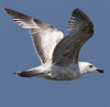 ad LBBG in winter, ringed in the Netherlands. (65647 bytes)
