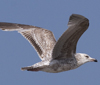ad LBBG in winter, ringed in the Netherlands. (65647 bytes)