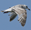 ad LBBG in winter, ringed in the Netherlands. (65647 bytes)