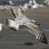 ad LBBG in winter, ringed in the Netherlands. (65647 bytes)