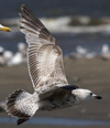 ad LBBG in winter, ringed in the Netherlands. (65647 bytes)