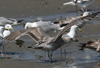 ad LBBG in winter, ringed in the Netherlands. (65647 bytes)