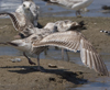 ad LBBG in winter, ringed in the Netherlands. (65647 bytes)