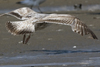 ad LBBG in winter, ringed in the Netherlands. (65647 bytes)