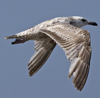 ad LBBG in winter, ringed in the Netherlands. (65647 bytes)