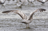 ad LBBG in winter, ringed in the Netherlands. (65647 bytes)