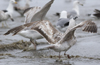 ad LBBG in winter, ringed in the Netherlands. (65647 bytes)