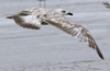 ad LBBG in winter, ringed in the Netherlands. (65647 bytes)