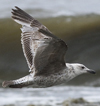 ad LBBG in winter, ringed in the Netherlands. (65647 bytes)