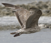 ad LBBG in winter, ringed in the Netherlands. (65647 bytes)
