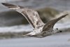 ad LBBG in winter, ringed in the Netherlands. (65647 bytes)