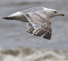 ad LBBG in winter, ringed in the Netherlands. (65647 bytes)
