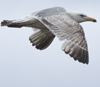 ad LBBG in winter, ringed in the Netherlands. (65647 bytes)