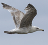 ad LBBG in winter, ringed in the Netherlands. (65647 bytes)
