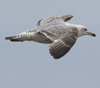 ad LBBG in winter, ringed in the Netherlands. (65647 bytes)