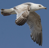 ad LBBG in winter, ringed in the Netherlands. (65647 bytes)
