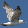 ad LBBG in winter, ringed in the Netherlands. (65647 bytes)