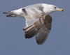 ad LBBG in winter, ringed in the Netherlands. (65647 bytes)
