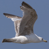 ad LBBG in winter, ringed in the Netherlands. (65647 bytes)