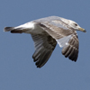 ad LBBG in winter, ringed in the Netherlands. (65647 bytes)