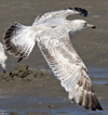 ad LBBG in winter, ringed in the Netherlands. (65647 bytes)