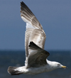 ad LBBG in winter, ringed in the Netherlands. (65647 bytes)
