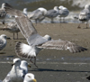 ad LBBG in winter, ringed in the Netherlands. (65647 bytes)