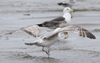 ad LBBG in winter, ringed in the Netherlands. (65647 bytes)