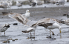 ad LBBG in winter, ringed in the Netherlands. (65647 bytes)