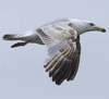 ad LBBG in winter, ringed in the Netherlands. (65647 bytes)