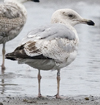 3cy argenteus in June, ringed in Belgium. (67911 bytes)