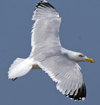 adult argenteus in June. (69220 bytes)