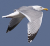 adult argenteus in June. (69220 bytes)