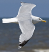 adult argenteus in June. (69220 bytes)