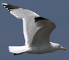 adult argenteus in June. (69220 bytes)