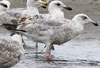 Herring Gull