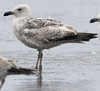 1cy argenteus in August, ringed in Belgium. (90559 bytes)