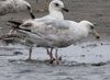 Herring Gull