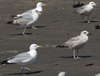 1cy argenteus in August, ringed in Belgium. (90559 bytes)
