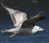 ad LBBG in winter, ringed in the Netherlands. (65647 bytes)