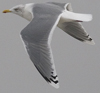 3cy argentatus in January. (80207 bytes)